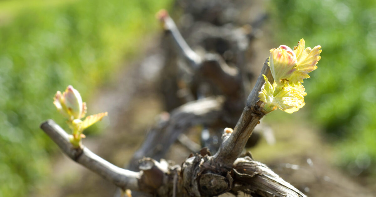 Wine South Australia | Alpha Box and Dice